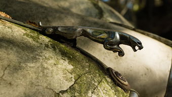 峨眉山发现失踪半个世纪的神秘物种,峰斑林蛙重现人间 峨眉山发现失踪半个世纪的神秘物种,峰斑林蛙重现人间