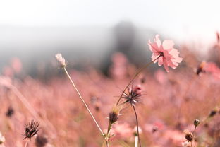 探秘色谜睡美人的千年魅力,一场关于色彩与梦境的美丽邂逅 探秘色谜睡美人的千年魅力,一场关于色彩与梦境的美丽邂逅