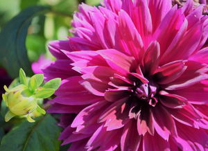 绽放学术之花,牡丹江大学学报的深度探索与时代引领 绽放学术之花,牡丹江大学学报的深度探索与时代引领