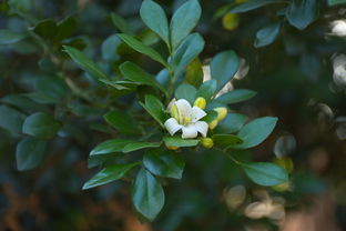 四川乐山疫情最新动态，防控措施与居民生活指南