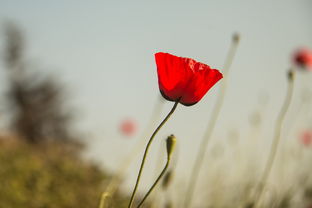 贵阳疫情最新动态,防控措施、影响及市民应对指南 贵阳疫情最新动态,防控措施、影响及市民应对指南