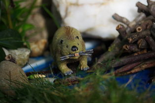 动物百科全书，知识大全及答案