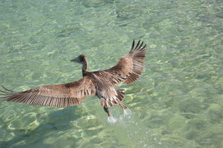 动物百科全书,探索高清图片中的自然奥秘 动物百科全书,探索高清图片中的自然奥秘