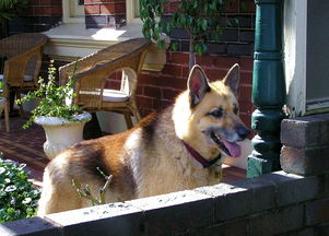 动物问答游戏，开启探索自然奥秘的趣味之旅