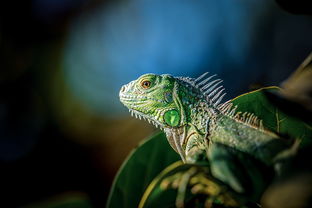 动物王国的奥秘,深入了解动物类科普 动物王国的奥秘,深入了解动物类科普