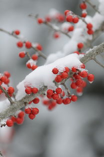 回顾经典，苹果6s Plus的上市历程与市场影响