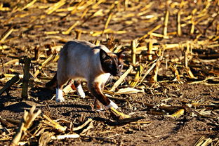 动物王国的奥秘，揭秘动物界的十大惊人事实