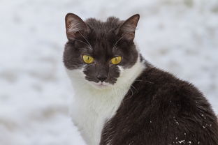 动物王国的奥秘,探索动物百科小知识的魅力 动物王国的奥秘,探索动物百科小知识的魅力