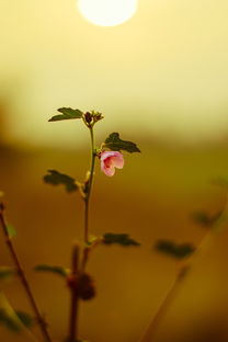 晴朗,不仅仅是天气,更是生活态度的映射 晴朗,不仅仅是天气,更是生活态度的映射