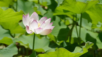 古风之美，揭秘那些令人惊艳的古风名字